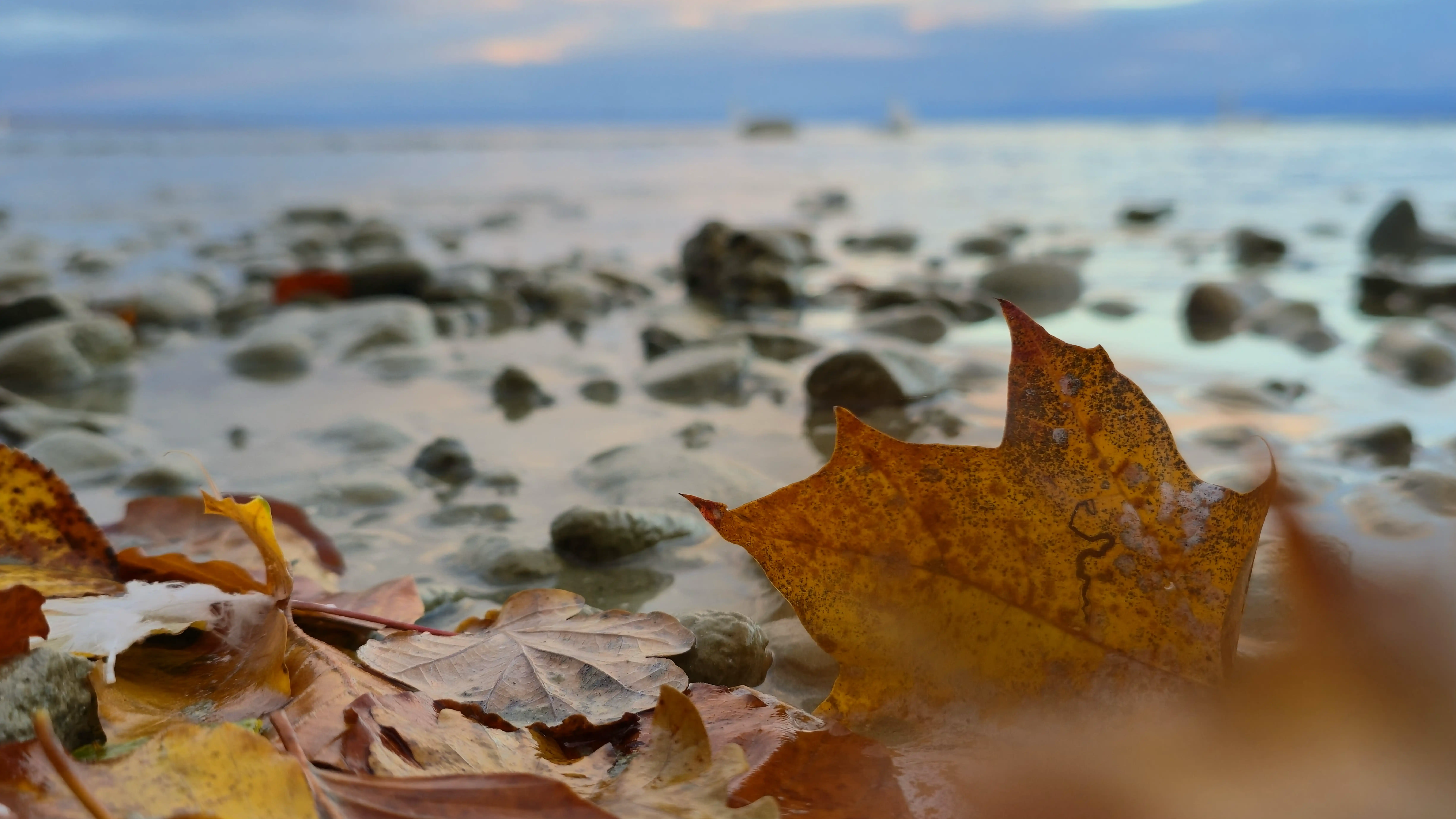 Herbstblätter am Wasser